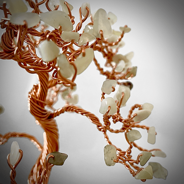 Arbre Bonsaï Jade 