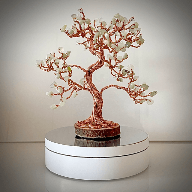 Arbre Bonsaï Jade 